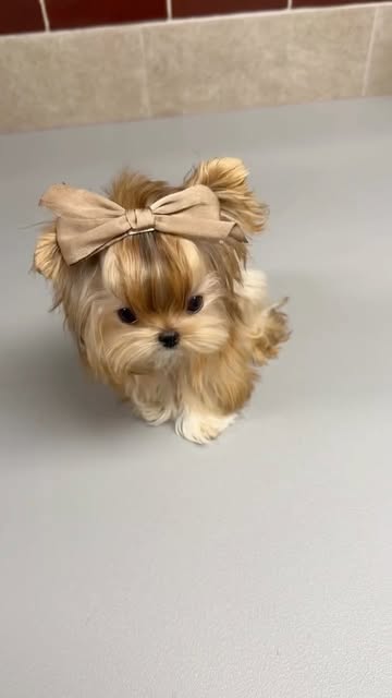 Golden Yorkshire Terrier the definition of elegance and pure