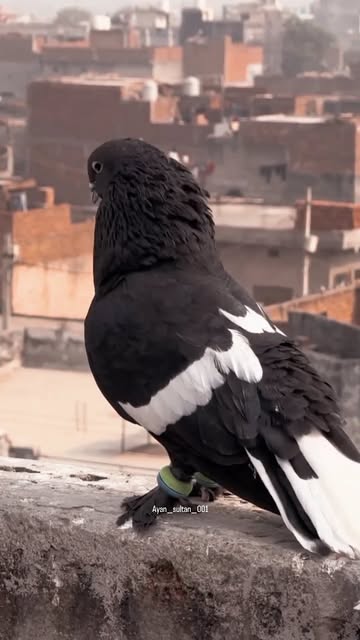Pigeon lover...new post❤🕊🌍🥰 #trendingreels #instagood #po
