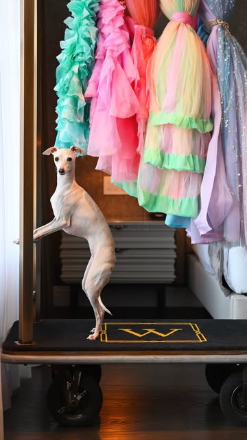 Kala had her first red carpet moment this week and I could n