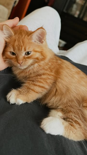We love you so much, little ginger heart ๐งก #gingercat #cats