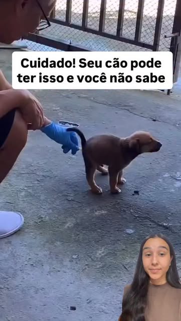 🐶✨ Sim, cães podem ter vermes!
E isso pode causar diarreia,