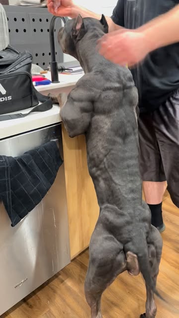 HOH Black Widow conditioning has been paying off 👊👊
.
.
.