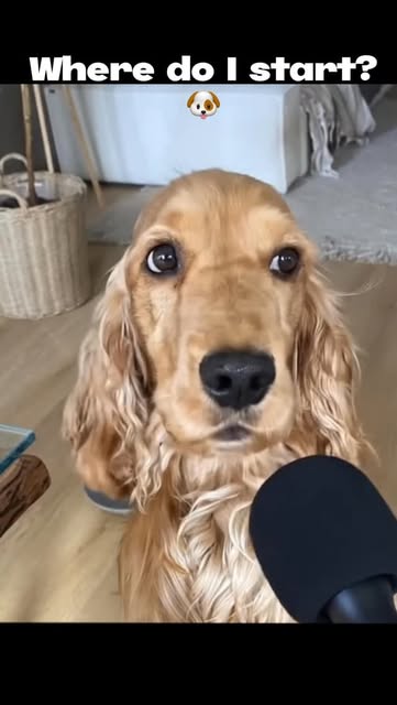 AI dog was way too honest 😇
He’s been paying attention for