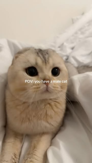 Koba🤍#scottishfold #cats #pets #cute #viralvideos
