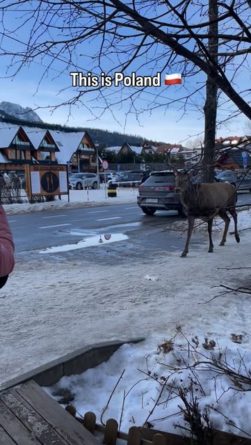 Only in Zakopane 🦌❄️🤍
Video: @szollosizsofi #ThisIsPoland