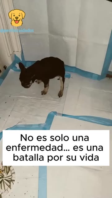 Hay miradas que duelen… porque sabes que tu perro no se sien
