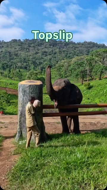 Kumki Camp - Topslip
#elephant #naturelovers #solotravel #a