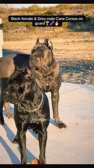 Black female & Grey male Cane Corsos on guard🏆🧬🔥
#Canecor