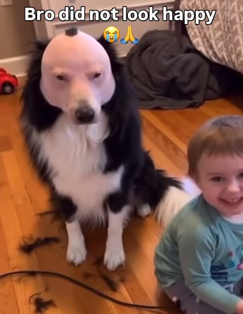 What is bro plotting 😭 #funny #dog #caughtoncamera #caught