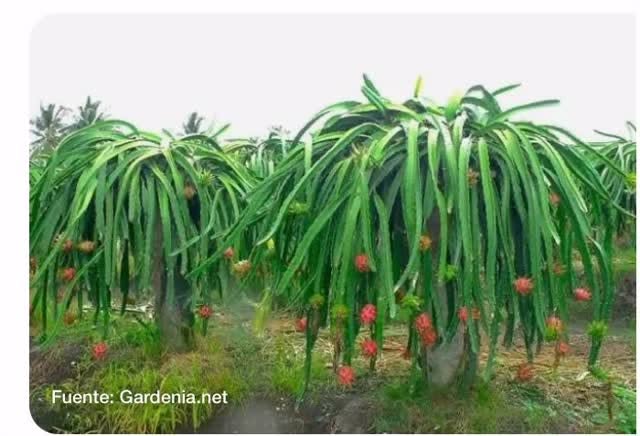 Una forma ideal para mantener la pitaya, no hay que dejarla