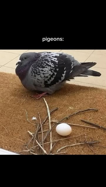 notoriously the worst nest builders but we love em
#pigeons