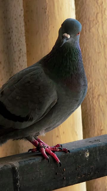 Some people see pigeons and look away.
Some see dirt, diseas