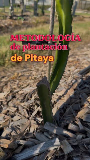 Un poco a detalle de una de nuestras plantaciones más recien