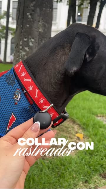 Ahora si mis perritos están seguros con el collar rastreador