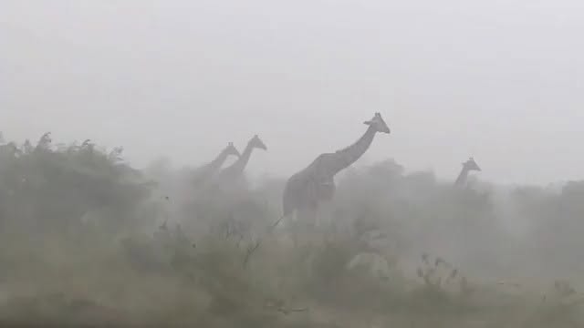 Aunque parezca increíble, las jirafas no se refugian de inme