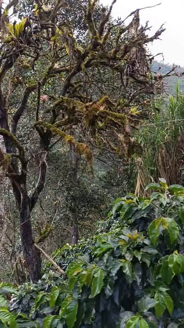 Se seco el palo de naranja #arboles #naturaleza