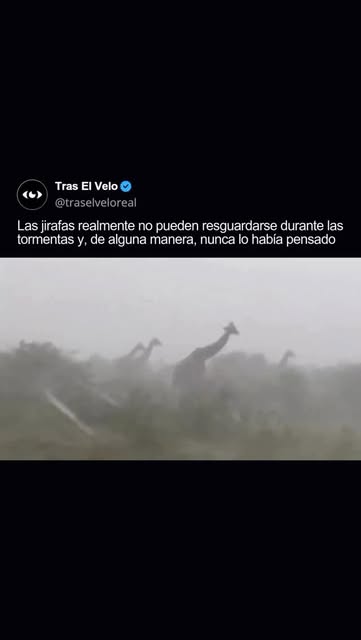 Las jirafas prácticamente no pueden refugiarse durante las t