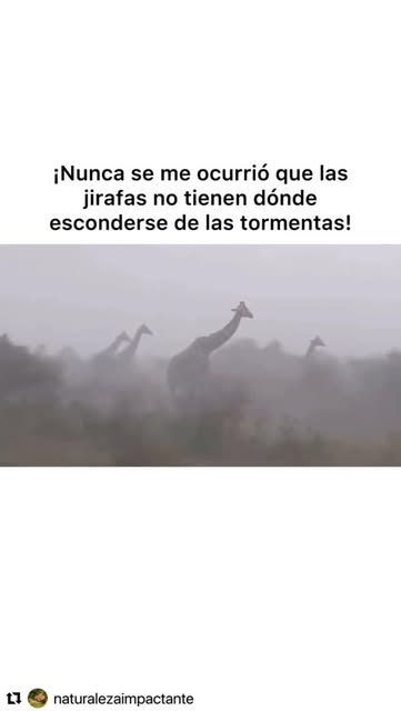 Nueva tristeza desbloqueada 🥺
#memes #memesdaily #meme #ji