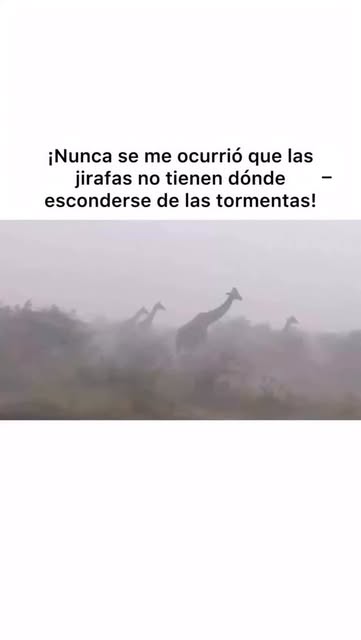 Q mal eh?
#reel #viral #instagood #like #fyp