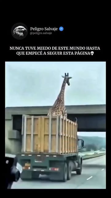 ¿Sabías que las jirafas pueden tener un cuello de hasta 2 me