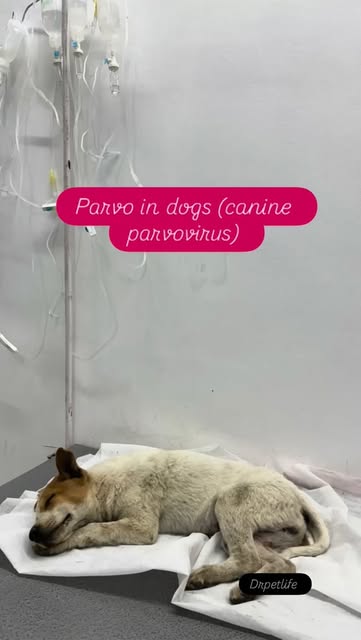 Parvo virus in Dog | Dog blood diarrhoea |Dog Fever |Dog Vom