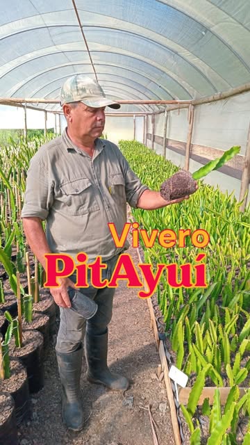 Mostrándoles un poquito de nuestro vivero! todo va más que b