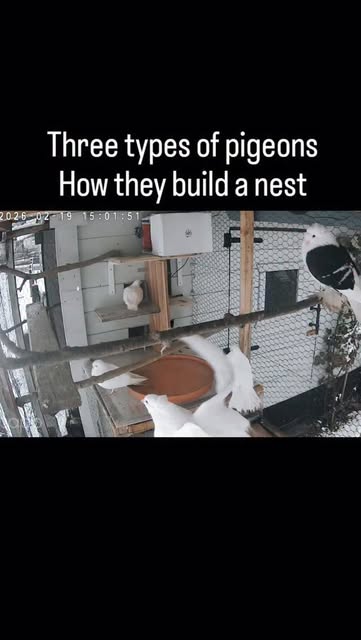 Some pigeons are better nest builders 🪺 then others ☺️ and