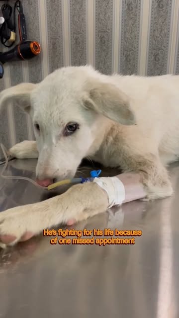 This is the reality of Canine Parvovirus. It’s fast, it’s ag