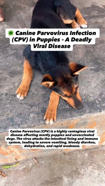 Prevention is the best protection — routine vaccination and