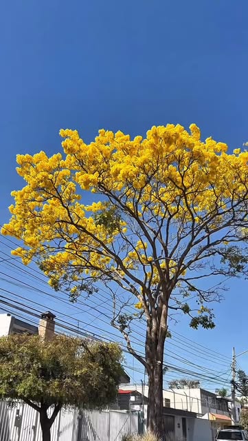 - ESPECTACULAR - 💛
Me intriga conocer cómo me dicen a uste