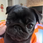 dolly.q_the.pug