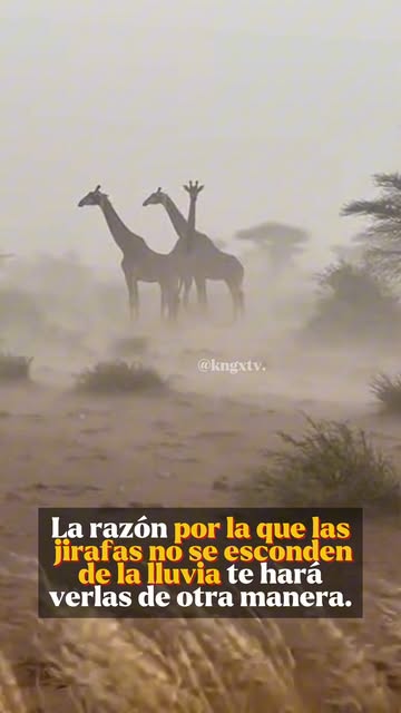 Hay algo extraño en ver jirafas bajo la lluvia.
No corren, n