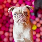 cuppapug