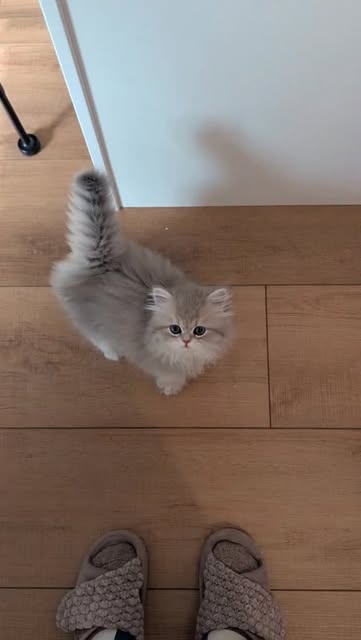 Warning: excessive cuteness and very loud opinions ahead 😭