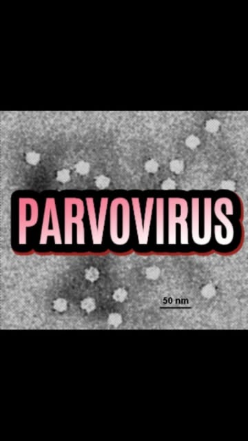 Parvovirus kod pasa
#dog #parvo #virus #canine #parvovirus