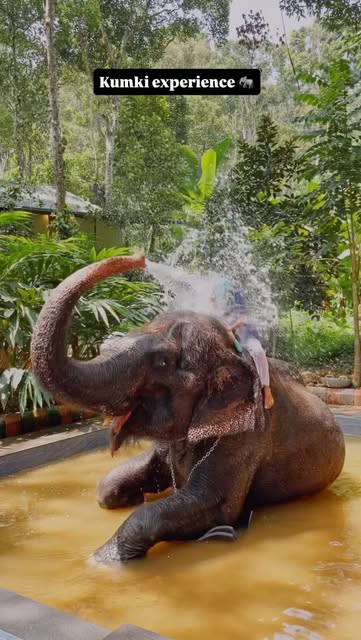 it’s a Kumki experience 🐘
@ Thekkadi
#travel #elephant #th