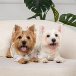 milkchocolateterriers