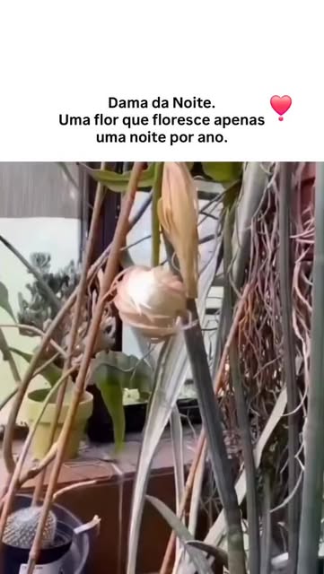 Remix • @valessa.ueda
A flor Kadupul, também conhecida como